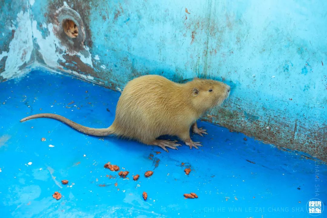 柏乐园附近美食,柏乐园有没有美食