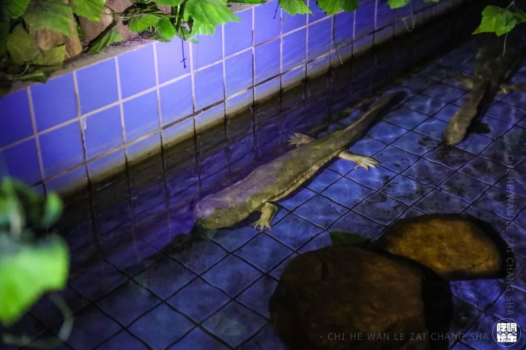 柏乐园附近美食,柏乐园有没有美食