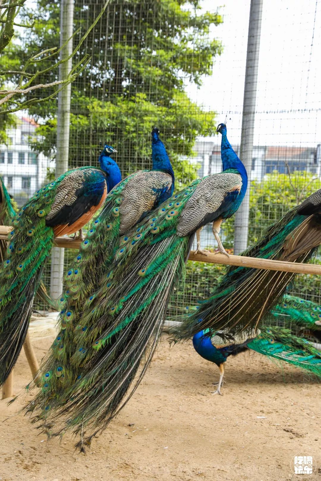 柏乐园附近美食,柏乐园有没有美食