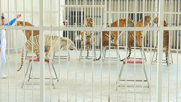 柏乐园附近美食,柏乐园有没有美食