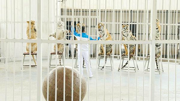 柏乐园附近美食,柏乐园有没有美食