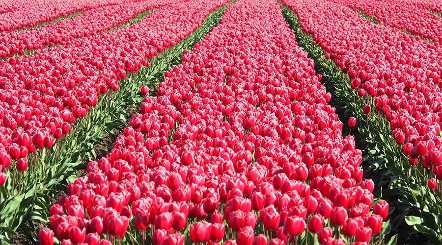 欧洲炒作郁金香,荷兰人炒作郁金香事件