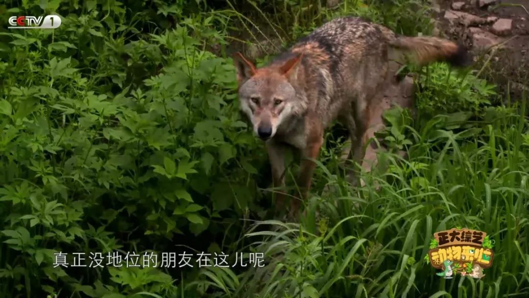 苍蝇为什么喜欢爬行,苍蝇为什么要搓手还把头拧下来玩