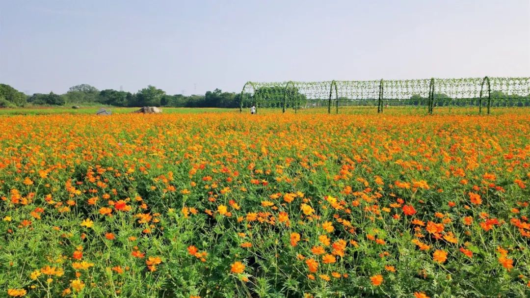 四月浙江最美花海,浙北绝美风光
