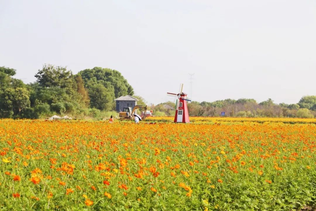 四月浙江最美花海,浙北绝美风光