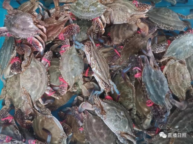 2019年12月日照海鲜价格表,日照海鲜今日价格