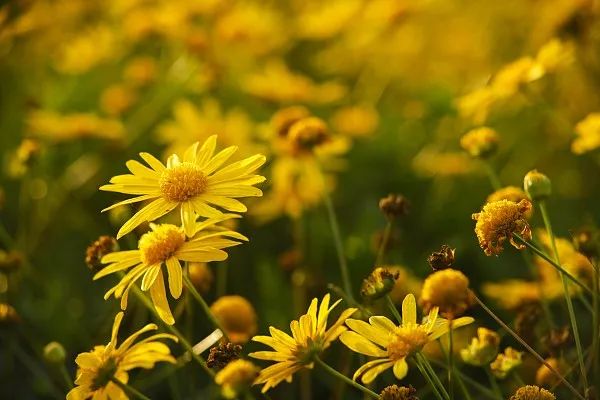 今日重庆头条新闻,今日重庆新闻