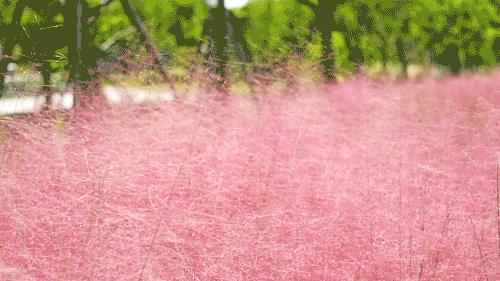 四月浙江最美花海,浙北绝美风光