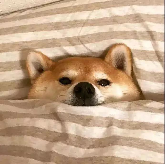 羽绒被羊毛被蚕丝被棉被哪一种好,羽绒被蚕丝被羊毛被棉被哪个更好