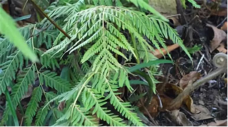 有关十二生肖的草药有哪些,十二生肖中草药食用方法