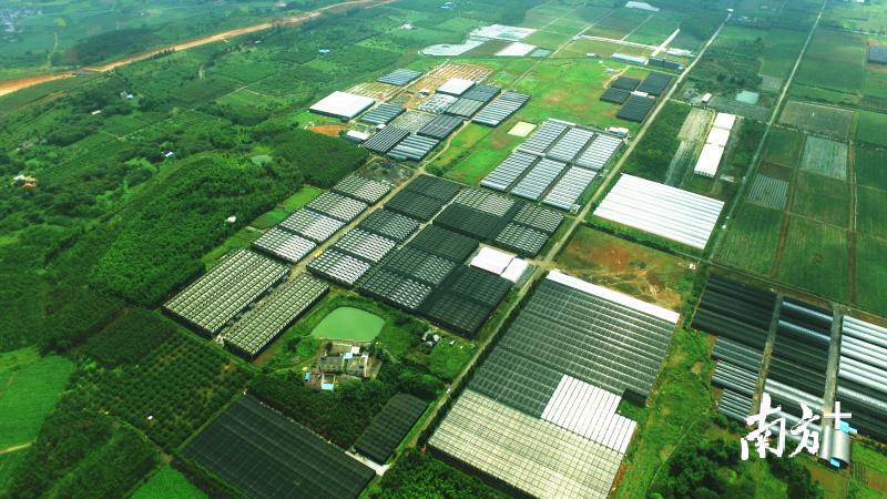 翁源打造兰花交易市场,翁源兰花市场发展规划