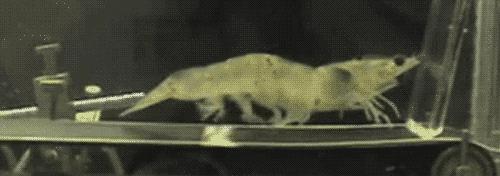 为了变成纯纯的*棍肉**，虾真是操碎了心