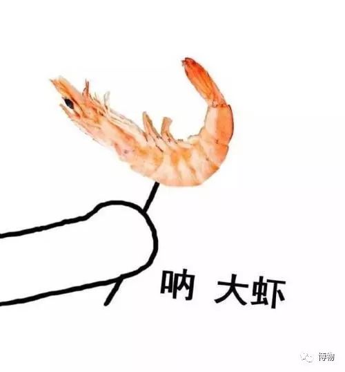 为了变成纯纯的*棍肉**，虾真是操碎了心