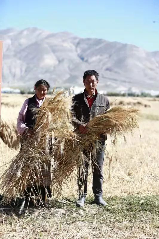 一道菜的扶贫之旅：青稞、流量与食客