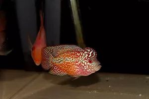 罗汉鱼刚出生图片,罗汉鱼是杂交鱼