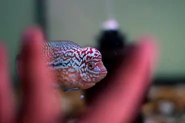 罗汉鱼刚出生图片,罗汉鱼是杂交鱼