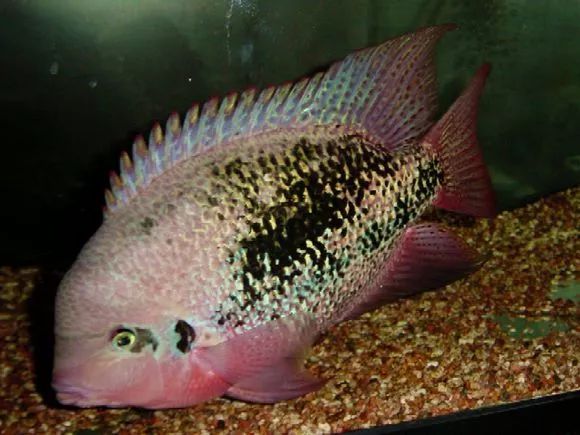 罗汉鱼刚出生图片,罗汉鱼是杂交鱼