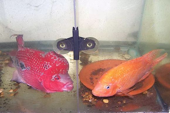 罗汉鱼刚出生图片,罗汉鱼是杂交鱼