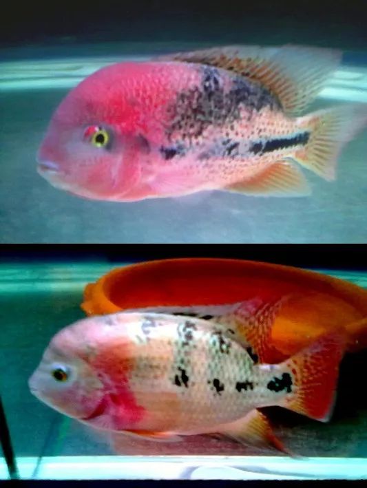 罗汉鱼刚出生图片,罗汉鱼是杂交鱼