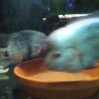 罗汉鱼刚出生图片,罗汉鱼是杂交鱼