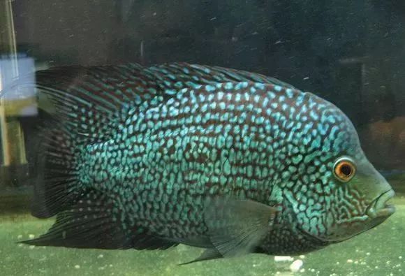 罗汉鱼刚出生图片,罗汉鱼是杂交鱼