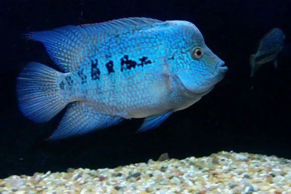 罗汉鱼刚出生图片,罗汉鱼是杂交鱼