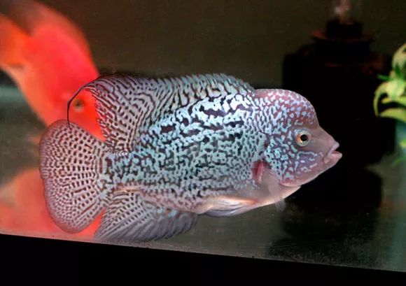 罗汉鱼刚出生图片,罗汉鱼是杂交鱼