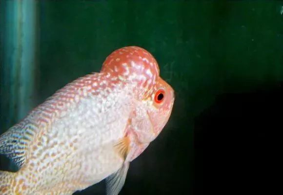 罗汉鱼刚出生图片,罗汉鱼是杂交鱼