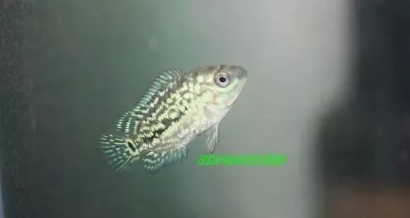 罗汉鱼刚出生图片,罗汉鱼是杂交鱼