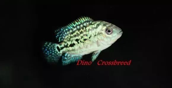 罗汉鱼刚出生图片,罗汉鱼是杂交鱼