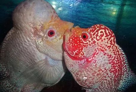 罗汉鱼刚出生图片,罗汉鱼是杂交鱼