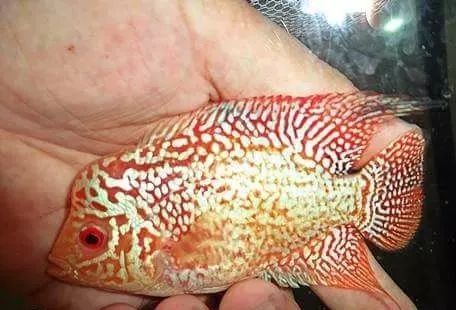 罗汉鱼刚出生图片,罗汉鱼是杂交鱼