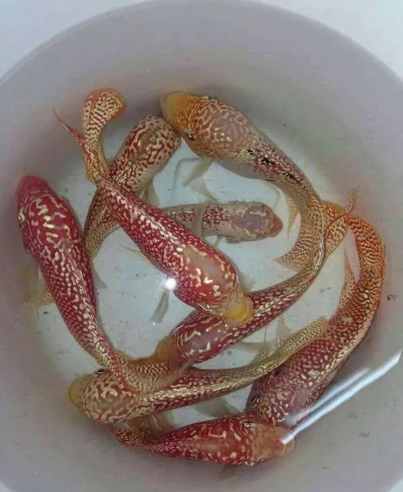 罗汉鱼刚出生图片,罗汉鱼是杂交鱼