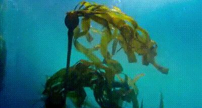 柔嫩抛光|脸上搓出3斤泥！难怪又黄又暗又黑头！10秒给脸蛋“剥壳”，厉害