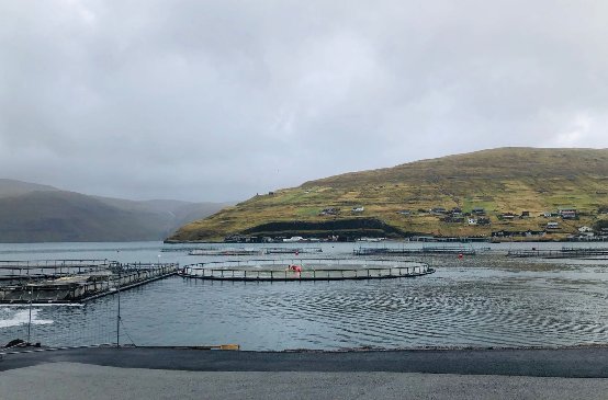 三文鱼生鲜食品,生食三文鱼速冻和生鲜