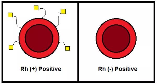 A型血和o型血能结婚生小孩吗,老婆a型和老公b型血能生出o型血吗