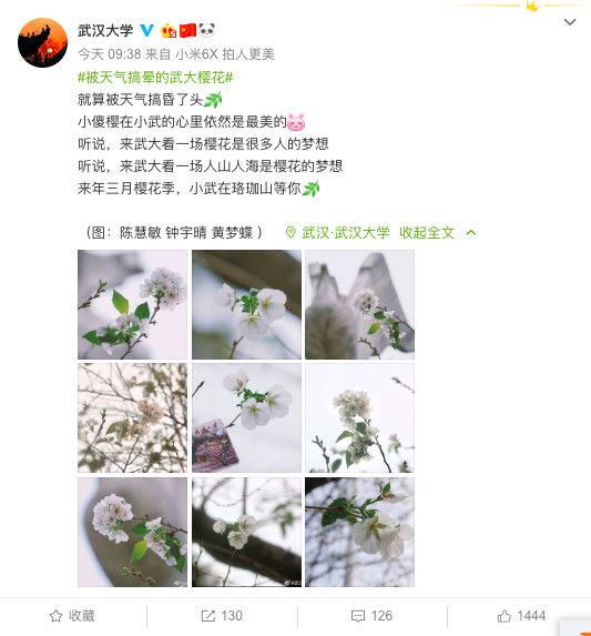 武大樱花近期视频,武大樱花今天有人去了吗