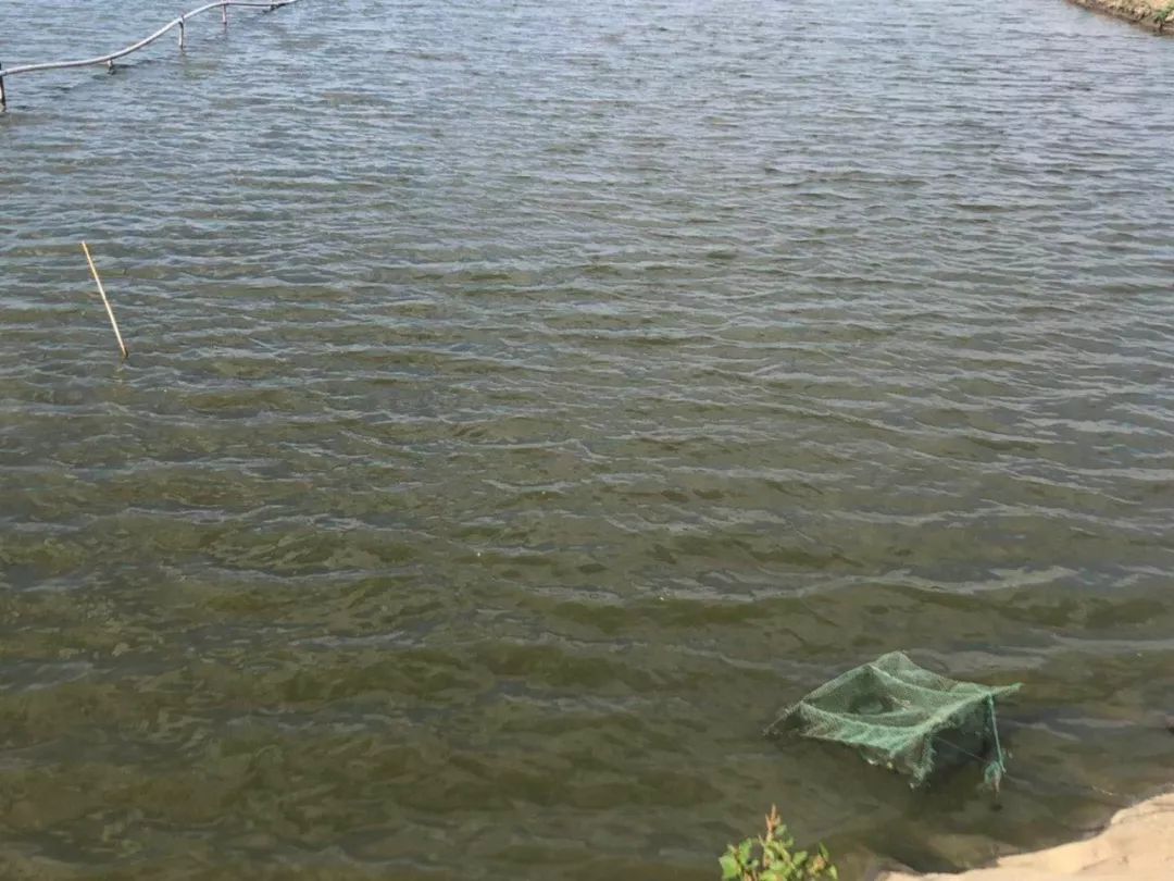 阳澄湖大闸蟹最佳吃蟹时间段,阳澄湖大闸蟹的最近品尝时间