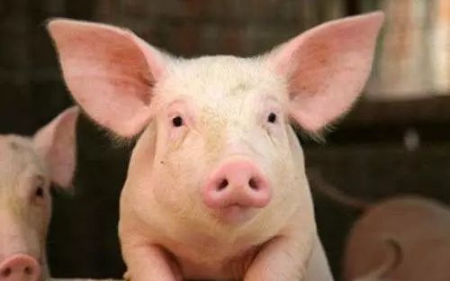 雏鹰农牧第一股,雏鹰农牧退市蹊跷恐有人恶意做空