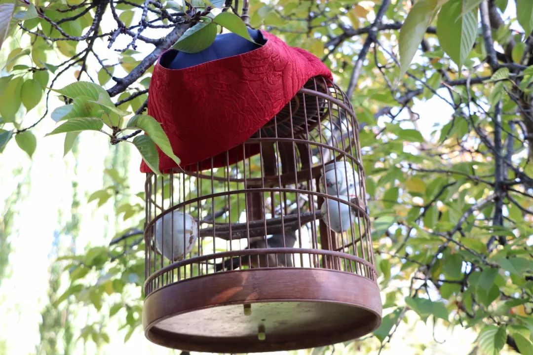 遛鸟、背水、广场舞……丽江人的柔软时光里“暗藏玄机”