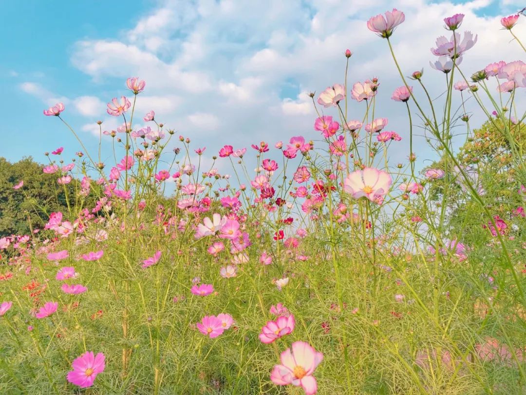 四月浙江最美花海,浙北绝美风光