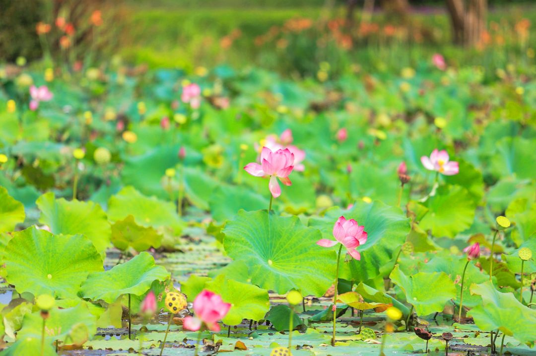 四月浙江最美花海,浙北绝美风光