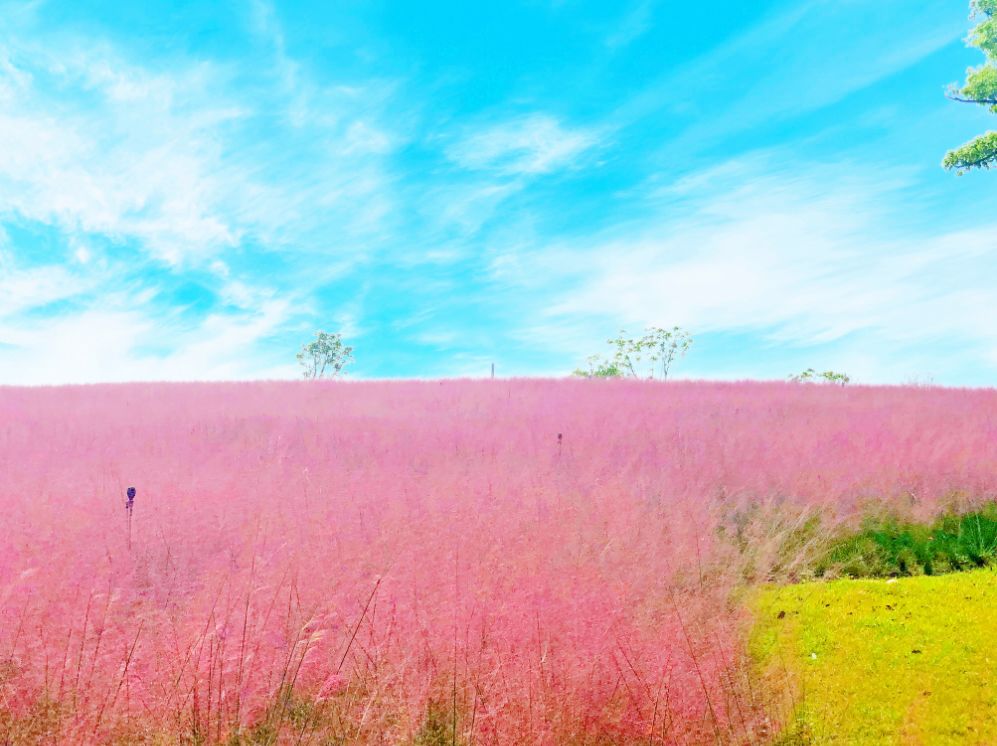 四月浙江最美花海,浙北绝美风光