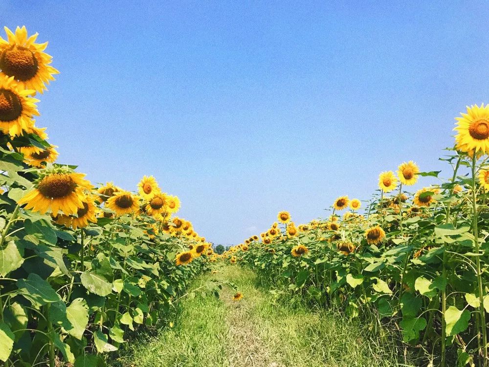 四月浙江最美花海,浙北绝美风光