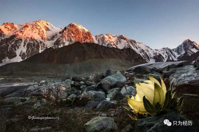 博格达雪莲花简介,雪莲花博格达