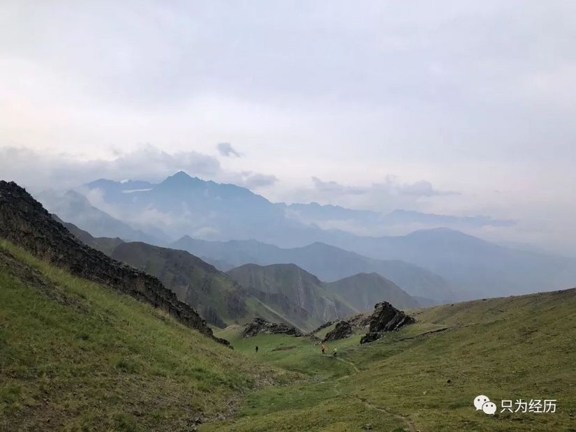 博格达雪莲花简介,雪莲花博格达