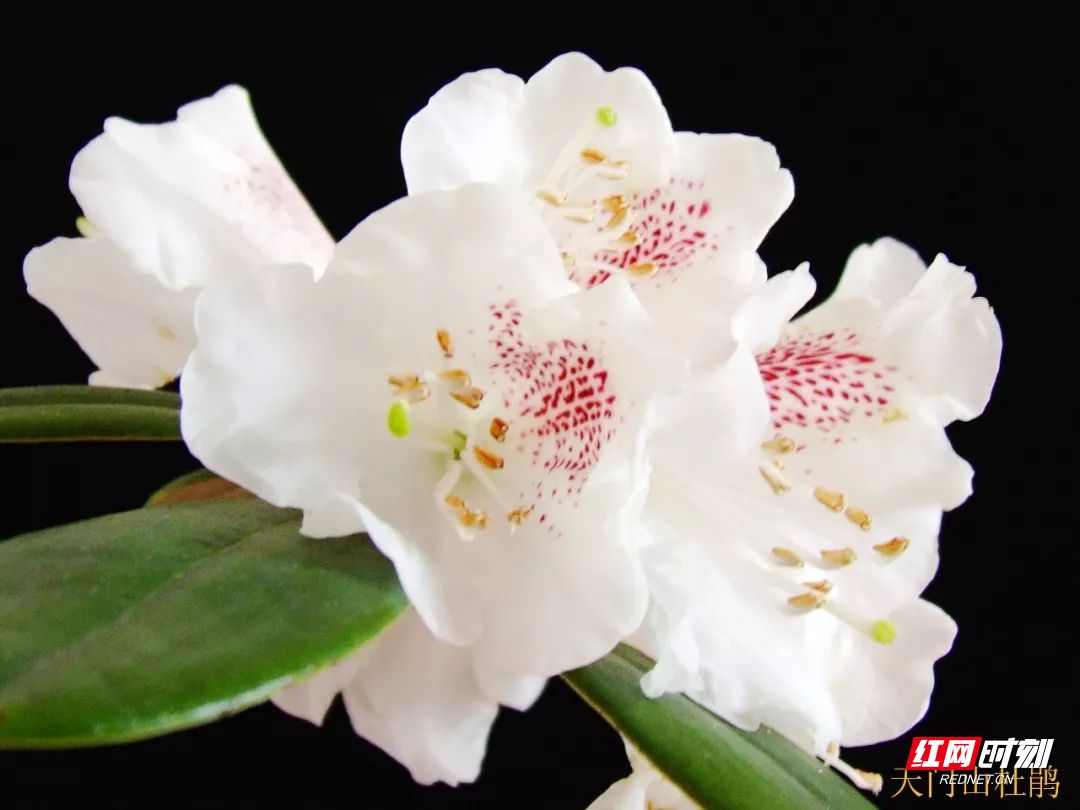 新农村新面貌航拍超清,航拍美丽乡村绿色田园