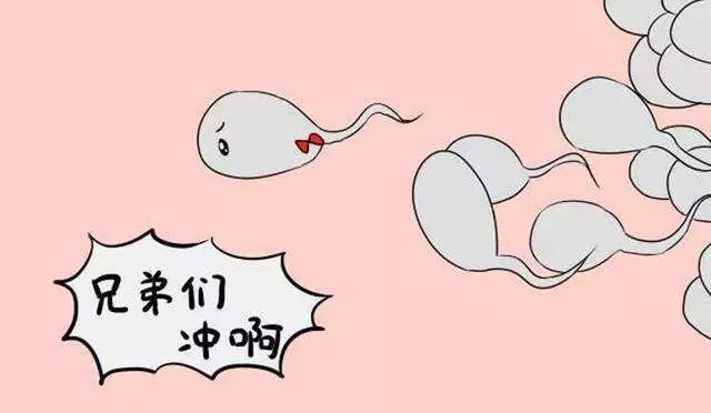 精子形态学报告第四代,精子全套报告