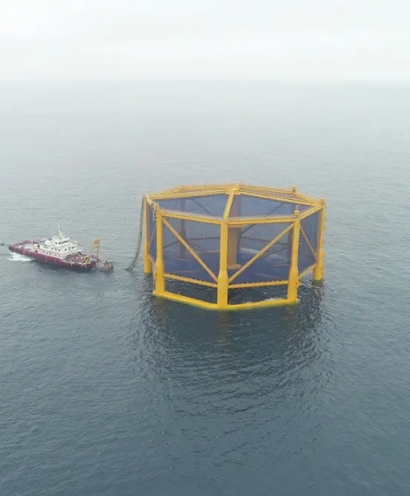 东海大黄鱼20年不成渔讯，但黄鱼现在住深海“别墅”跟挪威三文鱼相同待遇