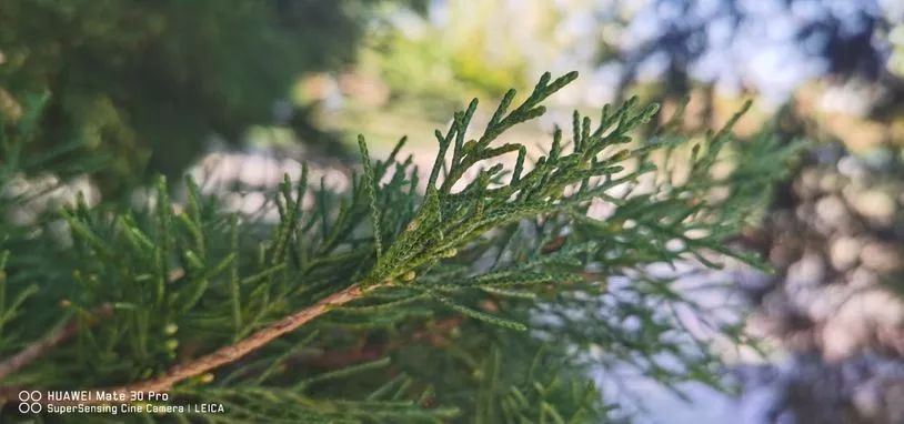 华为mate40pro和mate30pro5g,华为mate30pro5g版刷保时捷系统